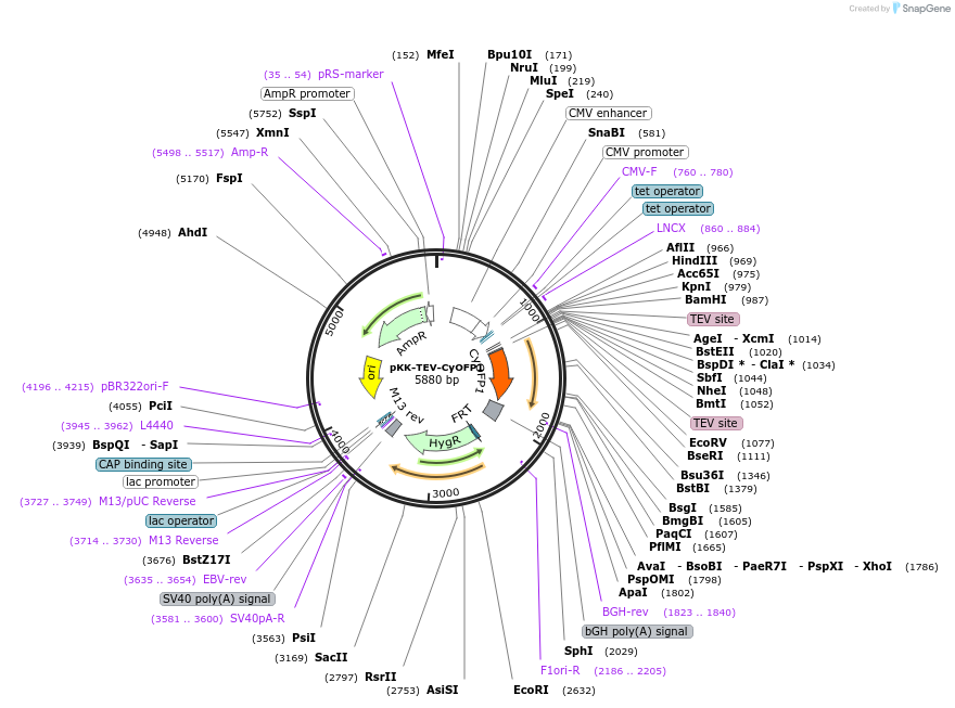 105799-plasmid-map-sequence-id-203392