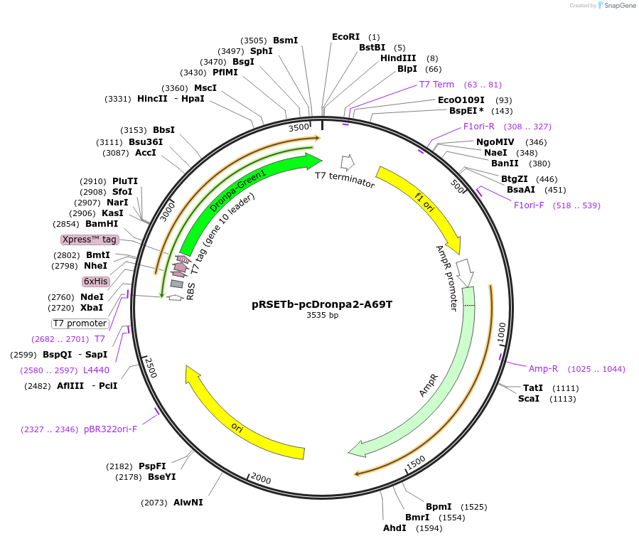 98578-plasmid-map-sequence-id-203398