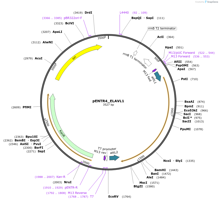 106103-plasmid-map-sequence-id-203417