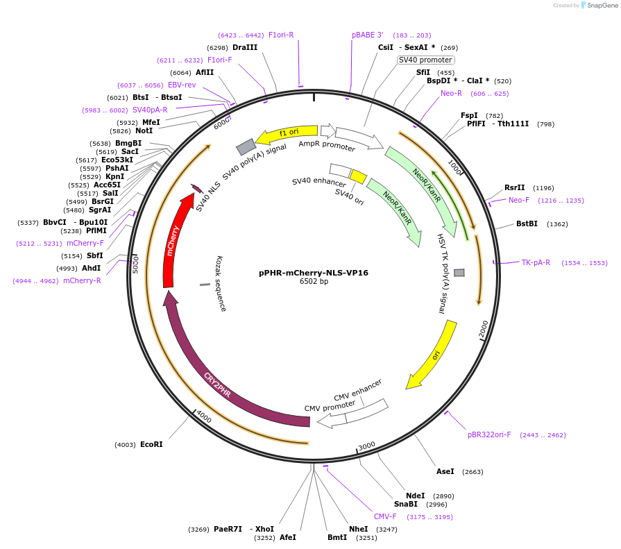 103821-plasmid-map-sequence-id-203431