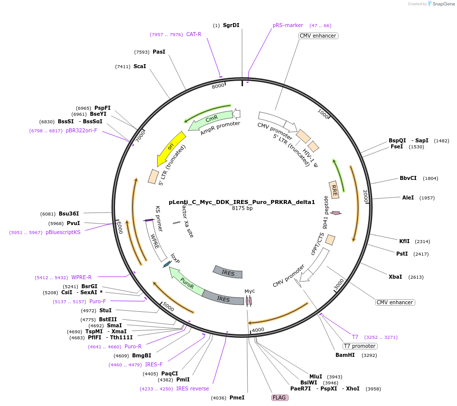 106114-plasmid-map-sequence-id-203448