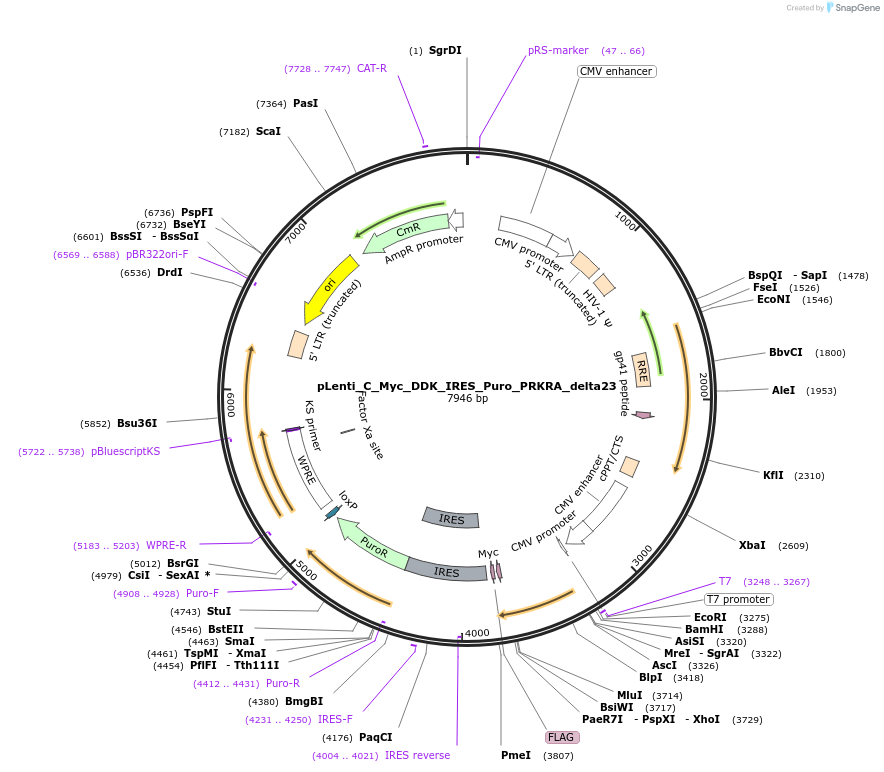 106117-plasmid-map-sequence-id-203451