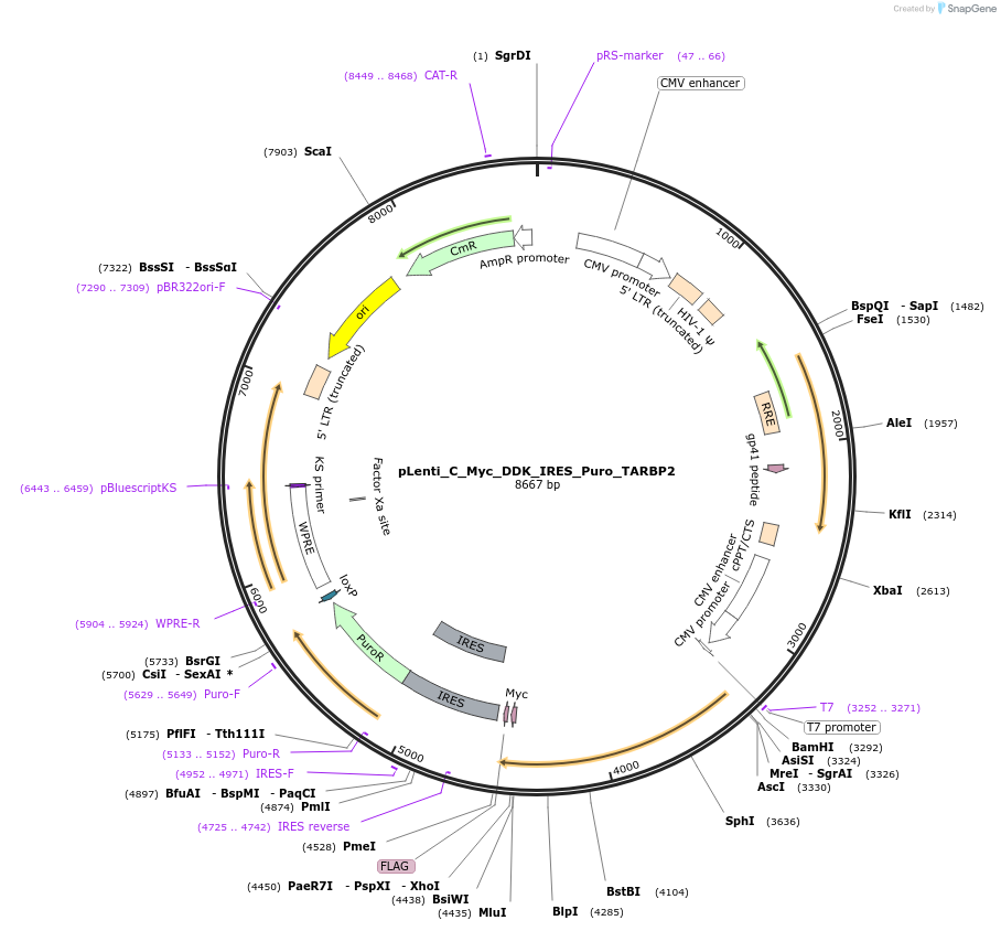 106119-plasmid-map-sequence-id-203458