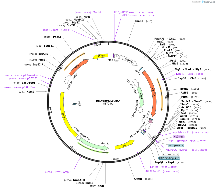 105076-plasmid-map-sequence-id-203463