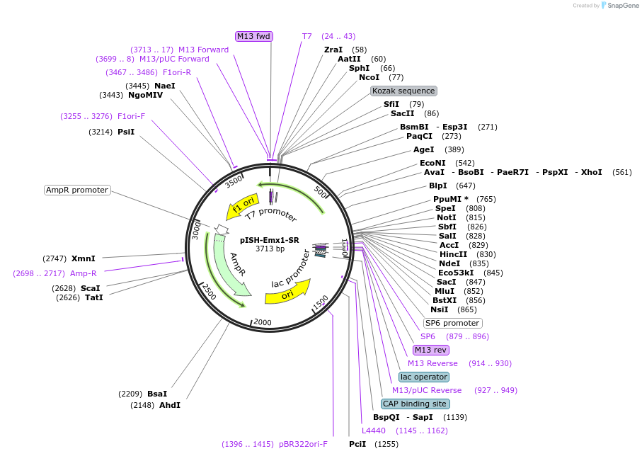 105214-plasmid-map-sequence-id-203494