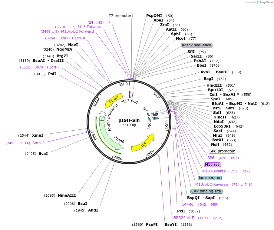 105216-plasmid-map-sequence-id-203496