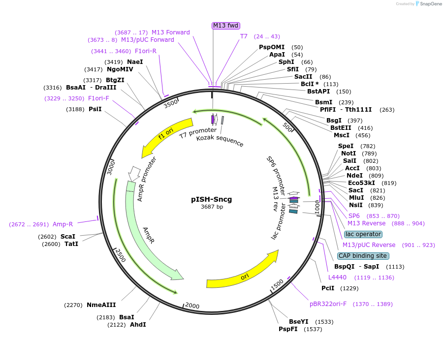 105217-plasmid-map-sequence-id-203497