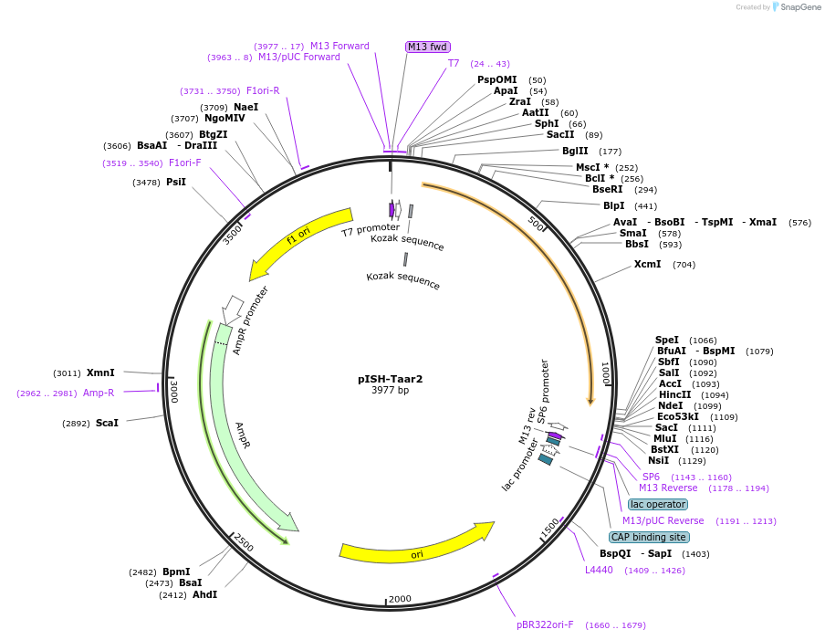 105465-plasmid-map-sequence-id-203500