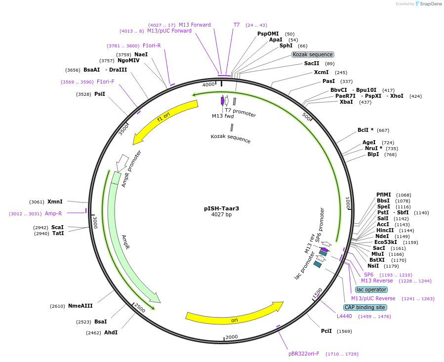 105466-plasmid-map-sequence-id-203501