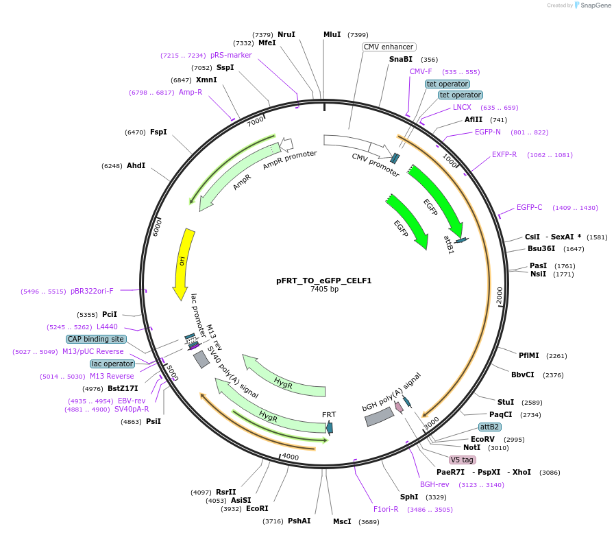 106100-plasmid-map-sequence-id-203571