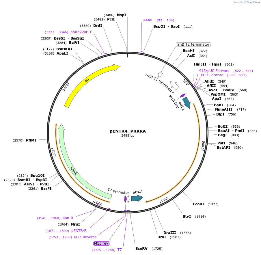 106110-plasmid-map-sequence-id-203575