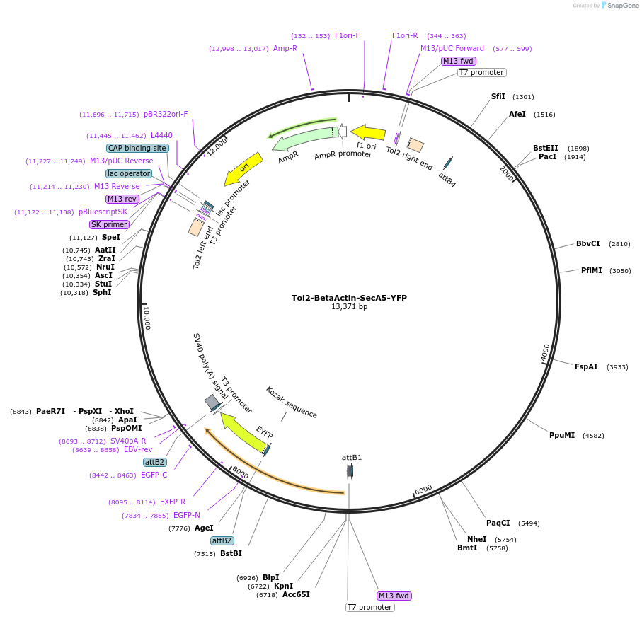 105664-plasmid-map-sequence-id-203591