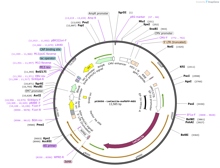 105815-plasmid-map-sequence-id-203592