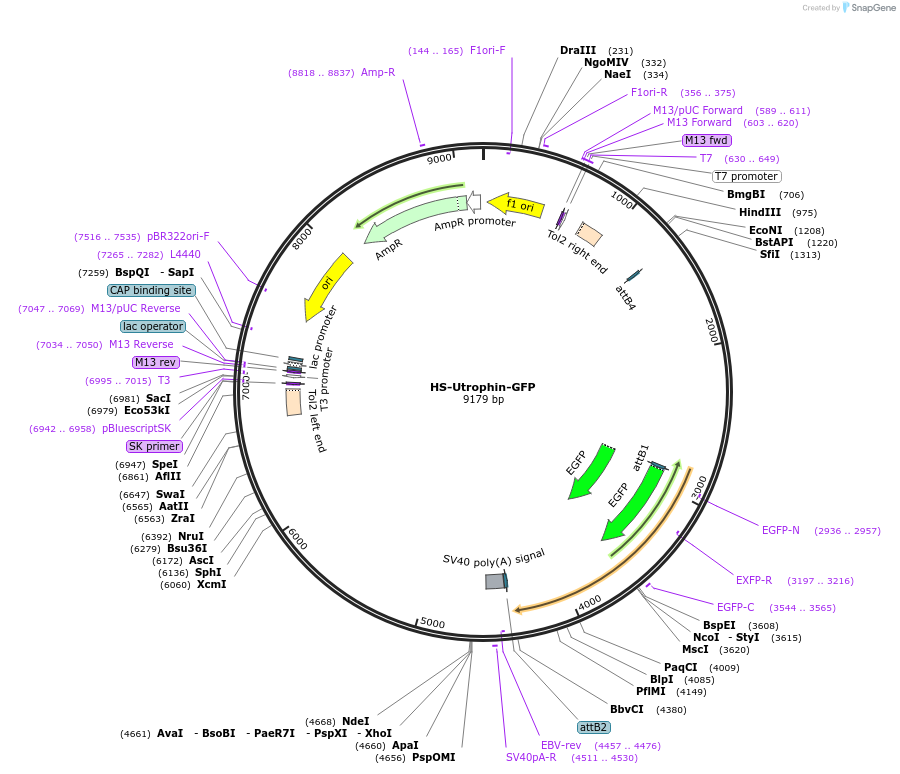 105952-plasmid-map-sequence-id-203598