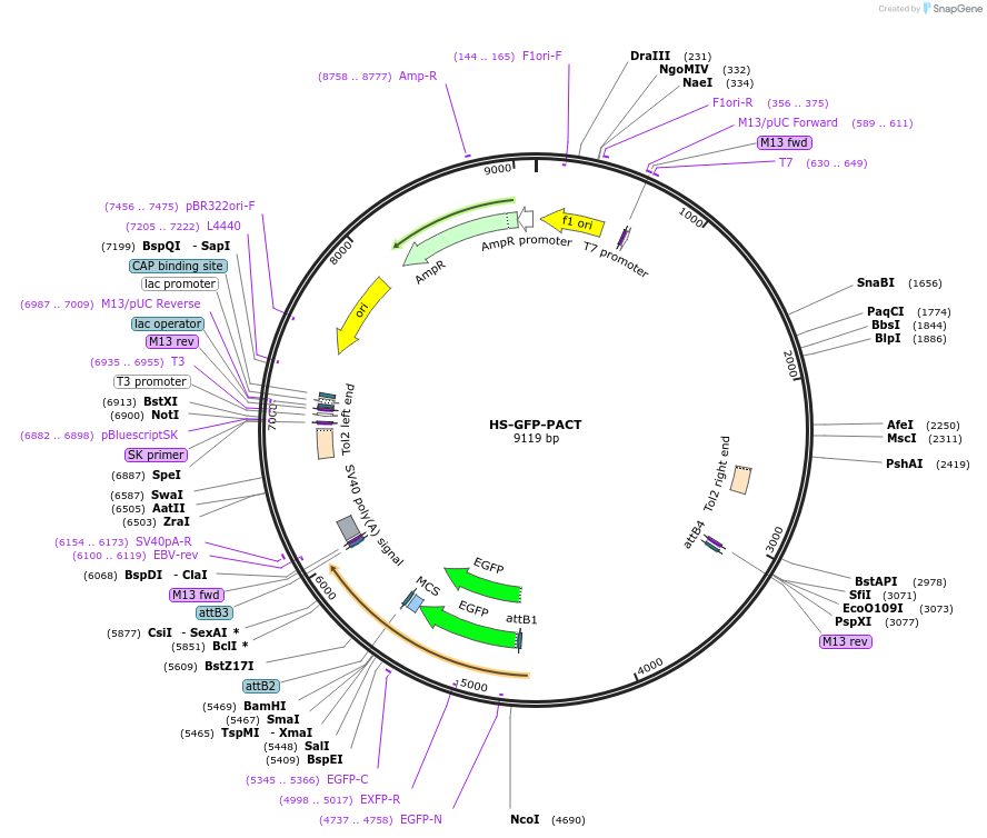 105954-plasmid-map-sequence-id-203600
