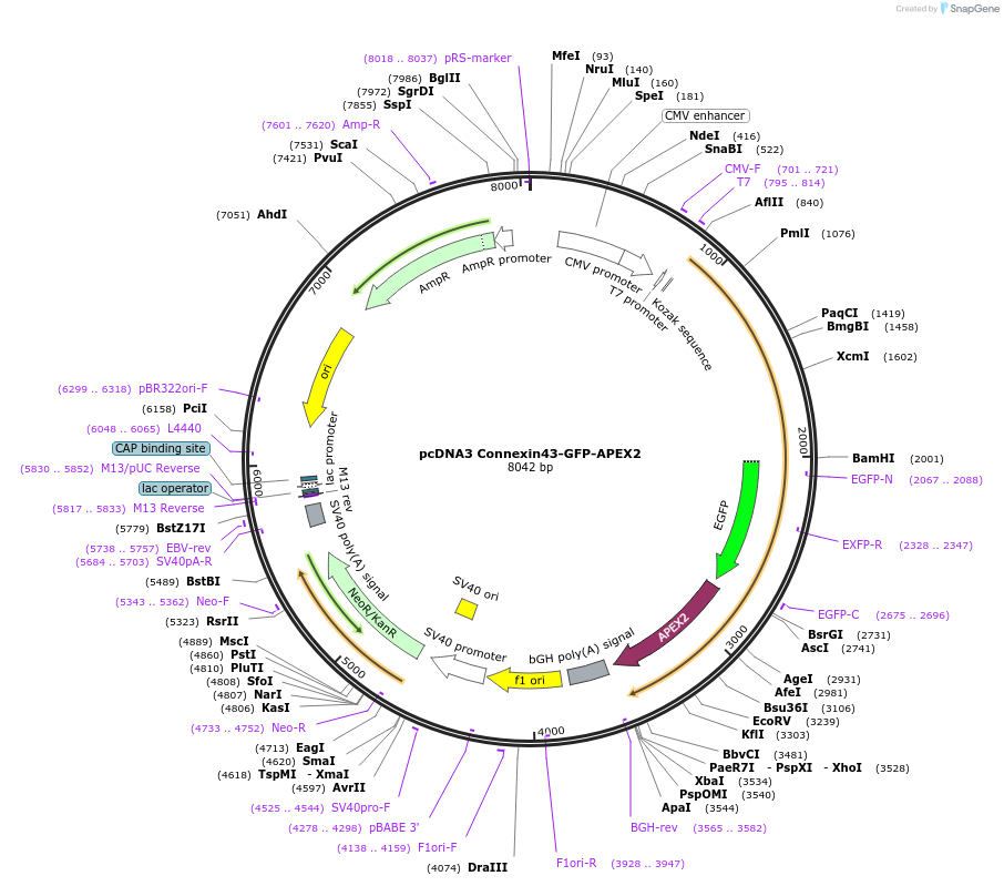 49385-plasmid-map-sequence-id-203602