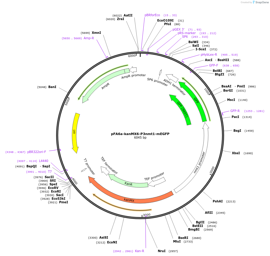 105137-plasmid-map-sequence-id-203604