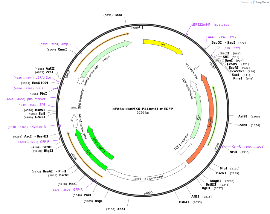 105140-plasmid-map-sequence-id-203606