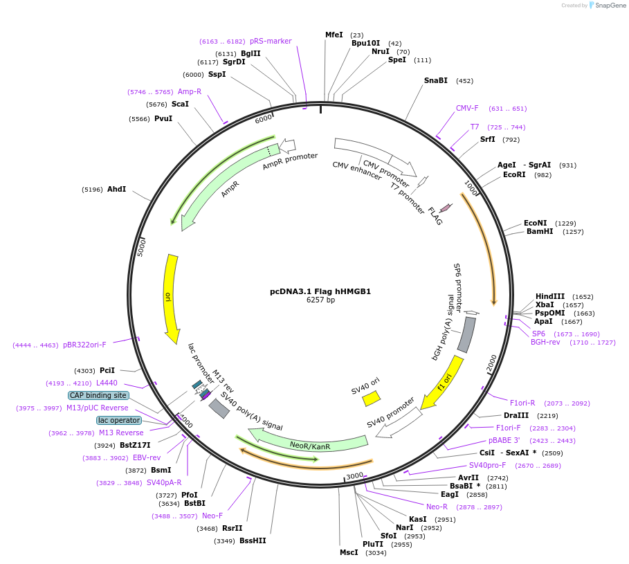 31609-plasmid-map-sequence-id-203608