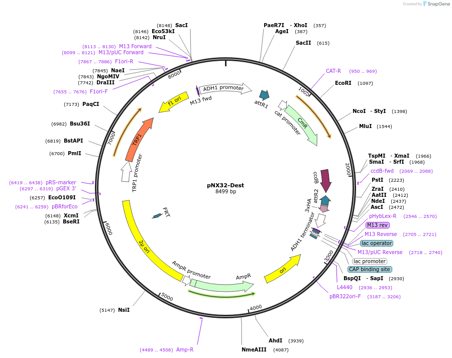 105083-plasmid-map-sequence-id-203615