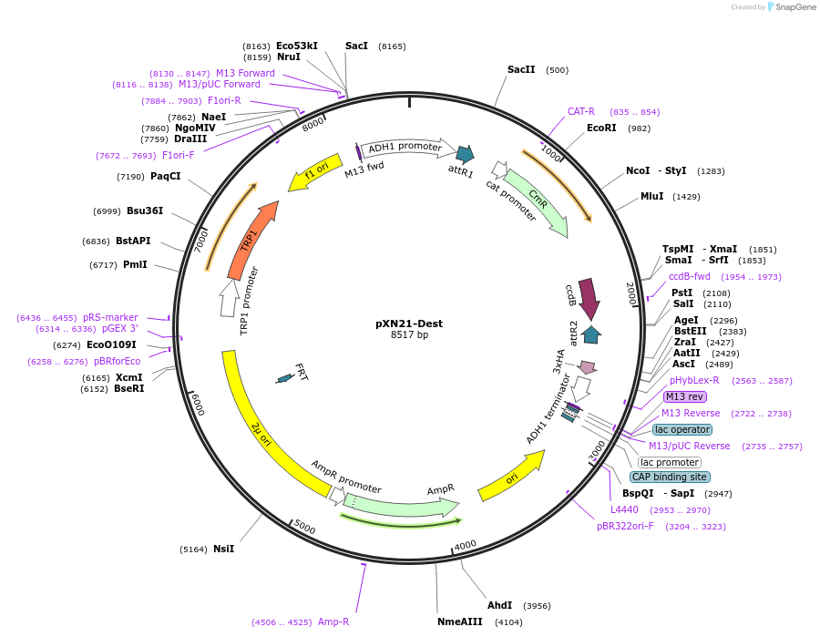 105086-plasmid-map-sequence-id-203617