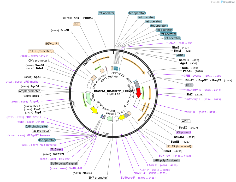 72697-plasmid-map-sequence-id-203618