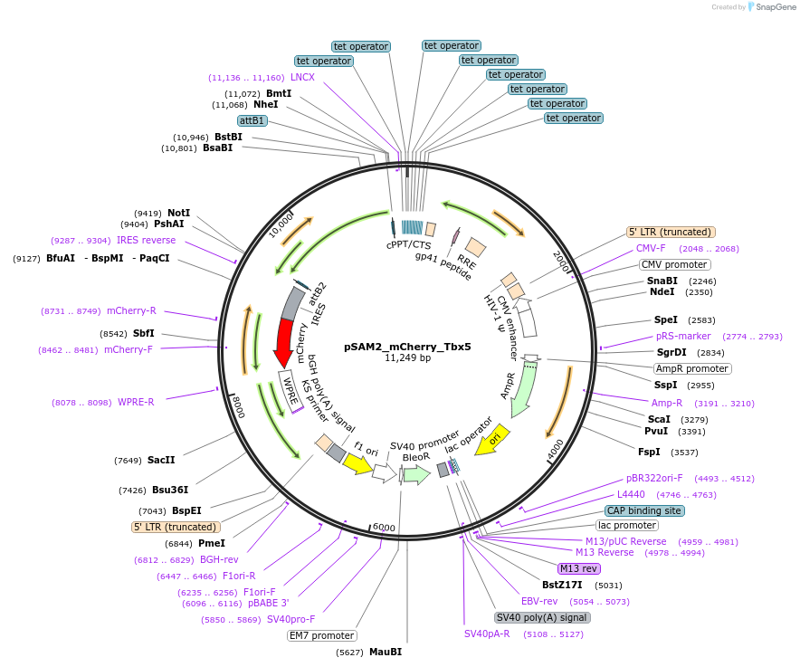 72688-plasmid-map-sequence-id-203619