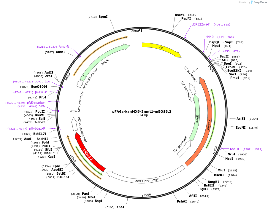 105166-plasmid-map-sequence-id-203644