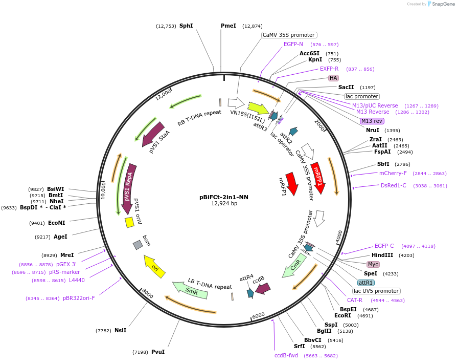 105111-plasmid-map-sequence-id-203650