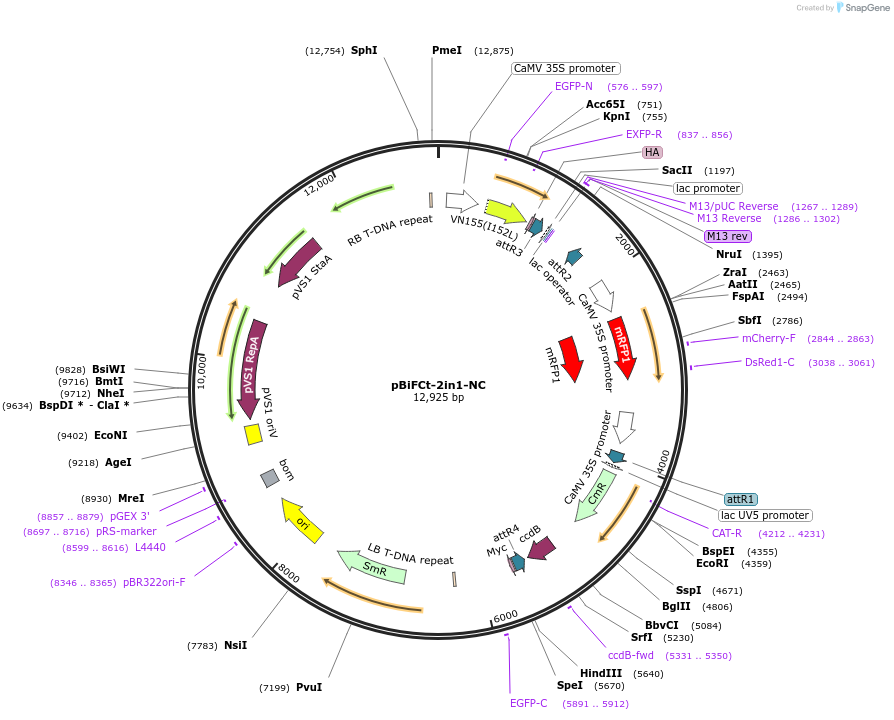 105112-plasmid-map-sequence-id-203654