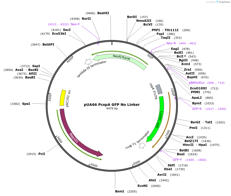 105605-plasmid-map-sequence-id-203655