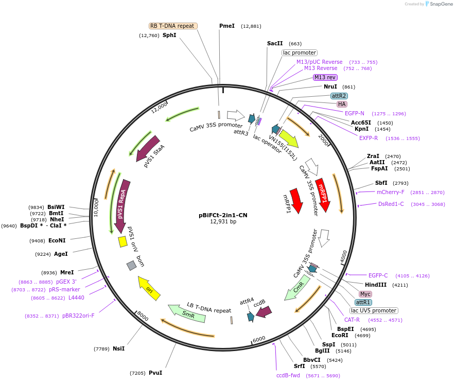 105113-plasmid-map-sequence-id-203657