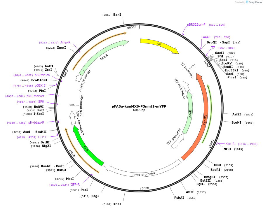 105138-plasmid-map-sequence-id-203658