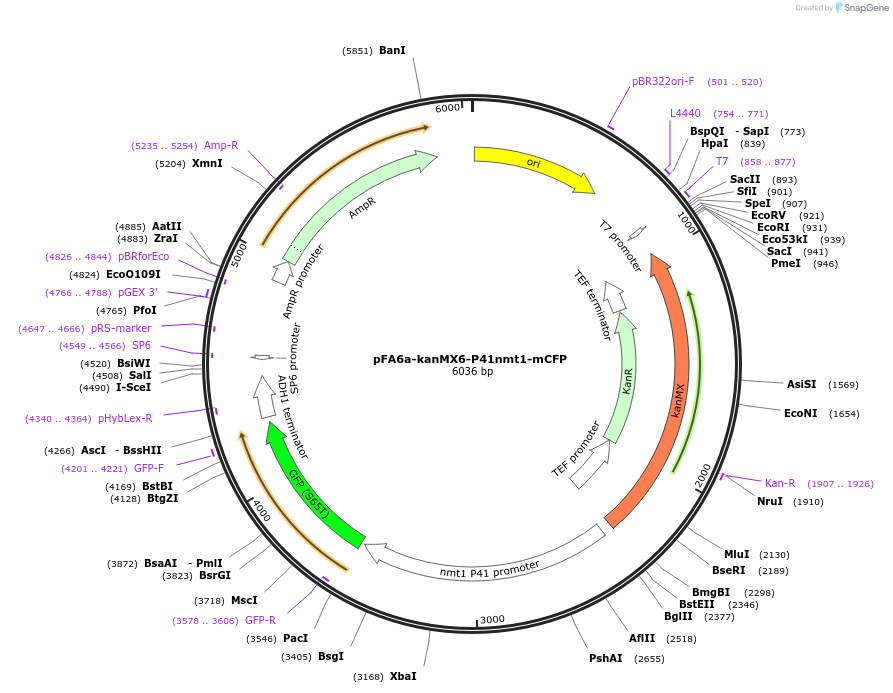 105139-plasmid-map-sequence-id-203660