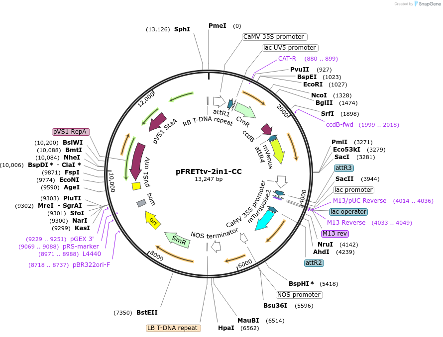 105116-plasmid-map-sequence-id-203661