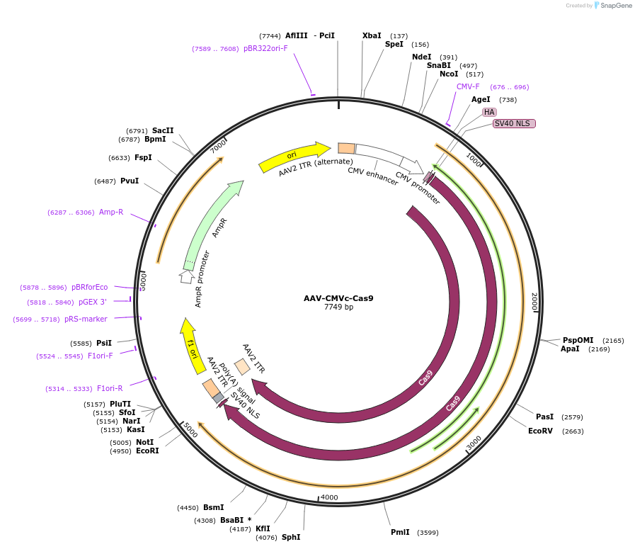 106431-plasmid-map-sequence-id-203665