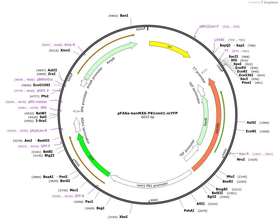 105144-plasmid-map-sequence-id-203668