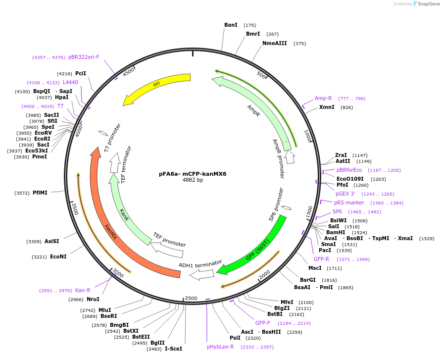 105145-plasmid-map-sequence-id-203669