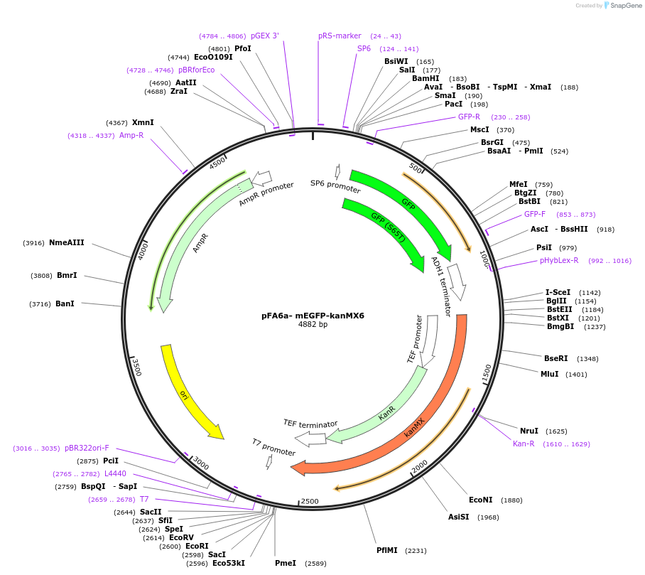 105146-plasmid-map-sequence-id-203672