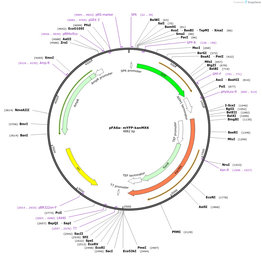 105147-plasmid-map-sequence-id-203674