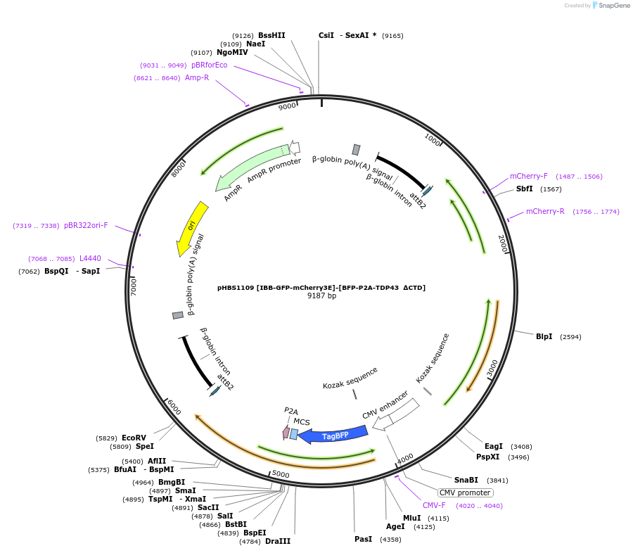 107841-plasmid-map-sequence-id-203695