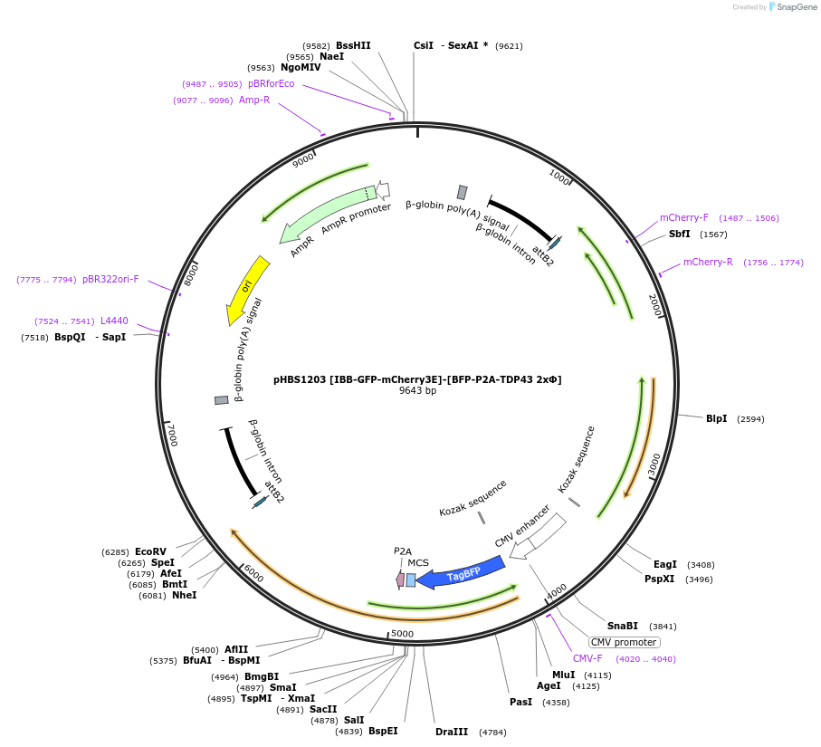 107844-plasmid-map-sequence-id-203696