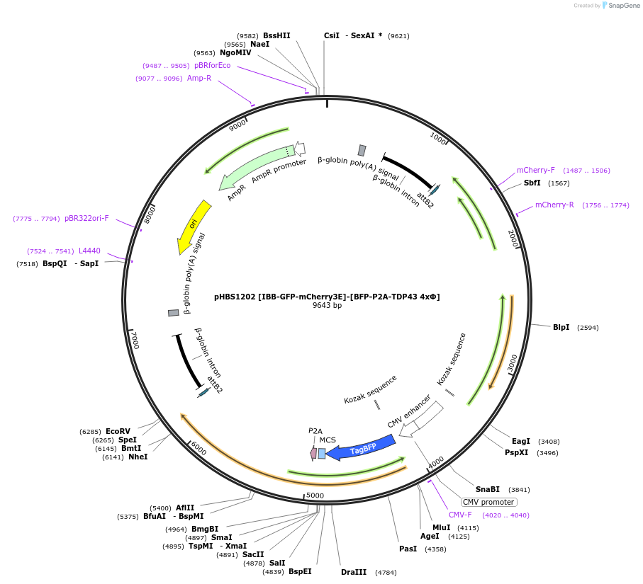 107845-plasmid-map-sequence-id-203697