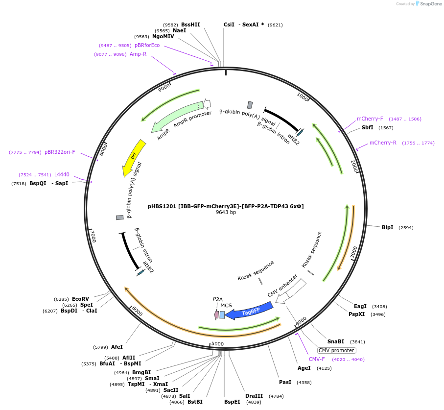 107846-plasmid-map-sequence-id-203698