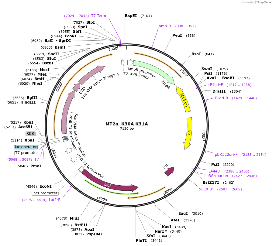 105696-plasmid-map-sequence-id-203712