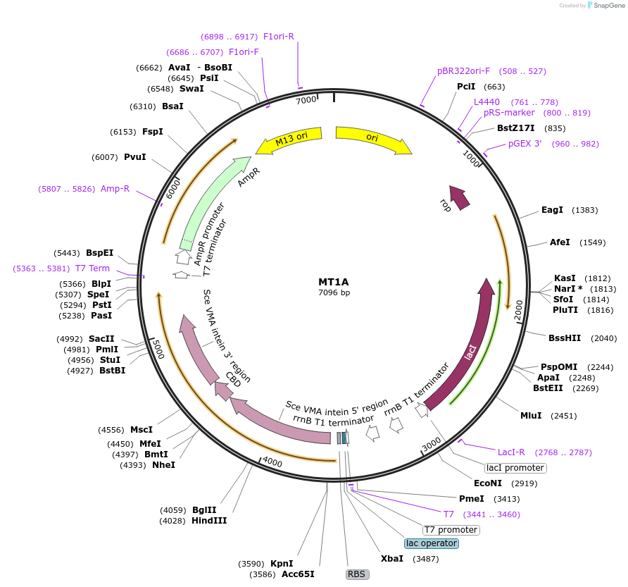 105700-plasmid-map-sequence-id-203716