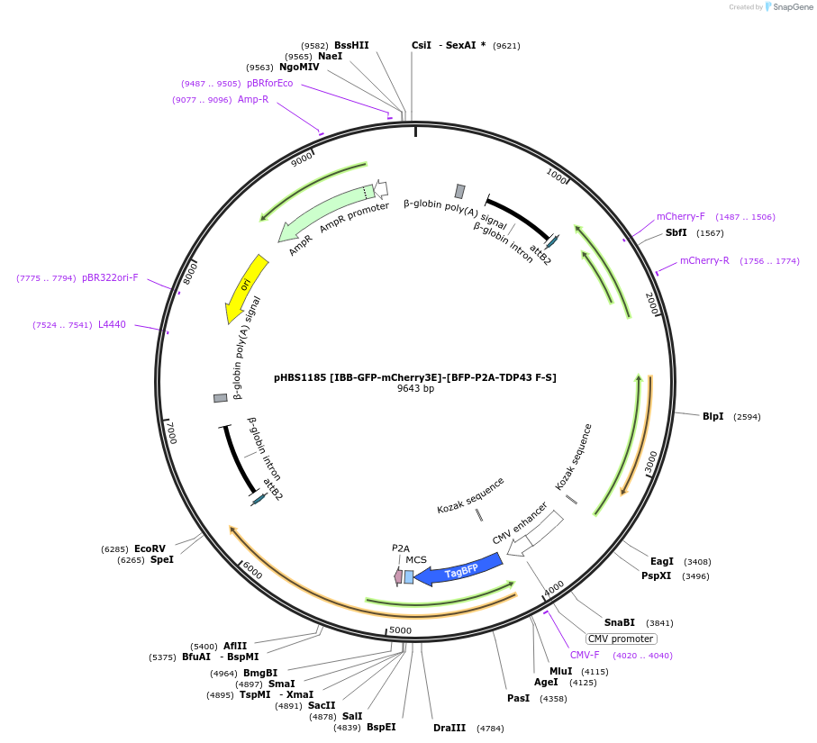 107843-plasmid-map-sequence-id-203721