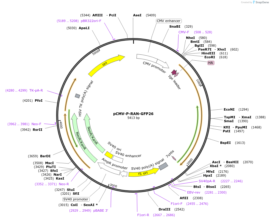 106406-plasmid-map-sequence-id-203753