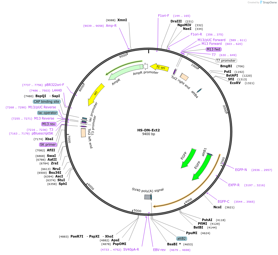 105956-plasmid-map-sequence-id-203755