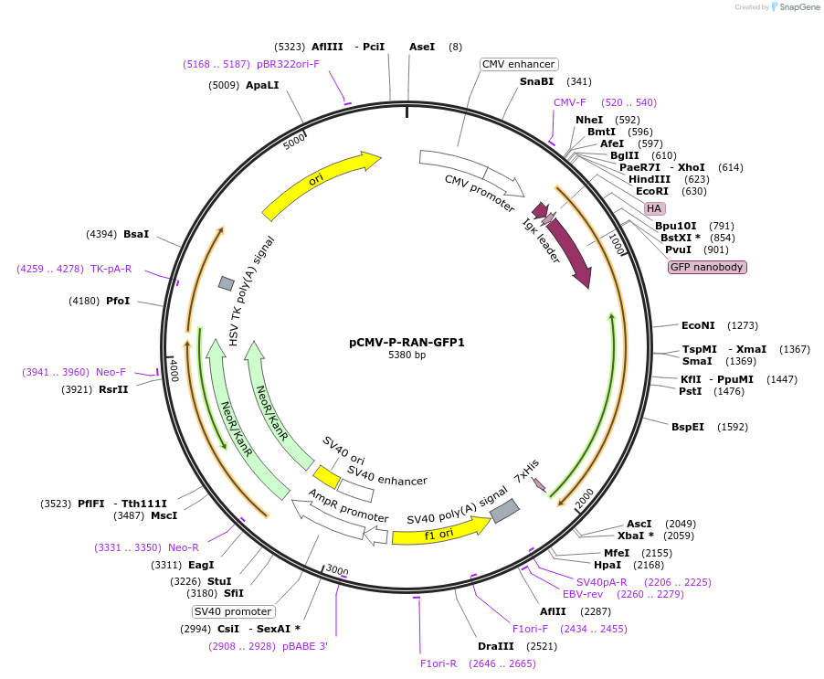 106408-plasmid-map-sequence-id-203758